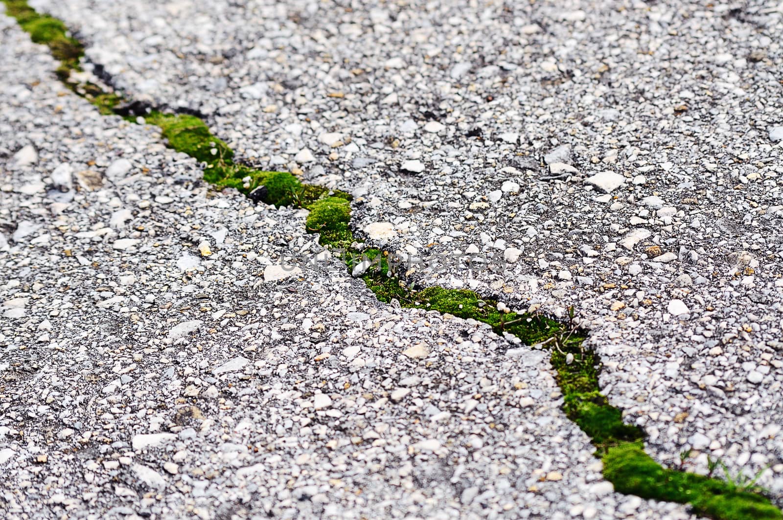 Green grass growing from the broken  Asphalt