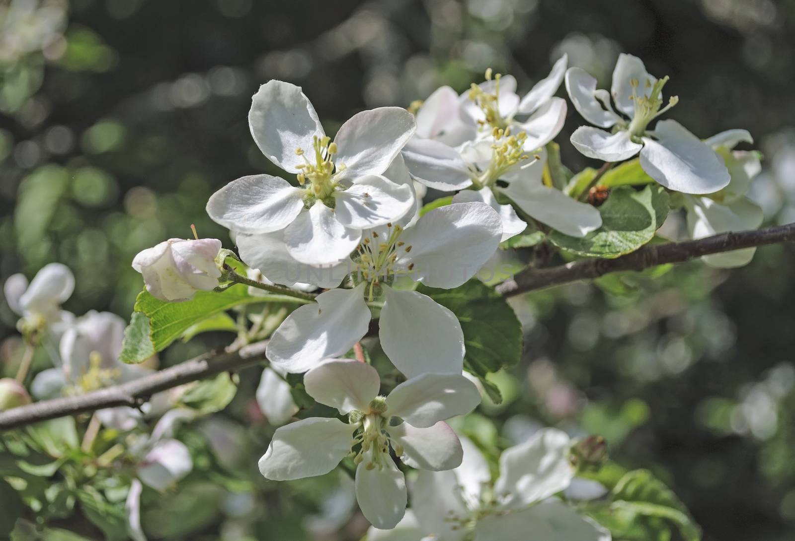 Blooming wild apple tree in forest, spring time