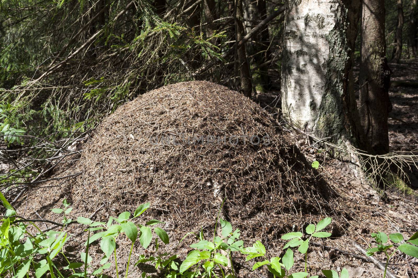 Anthill in the woods by wander