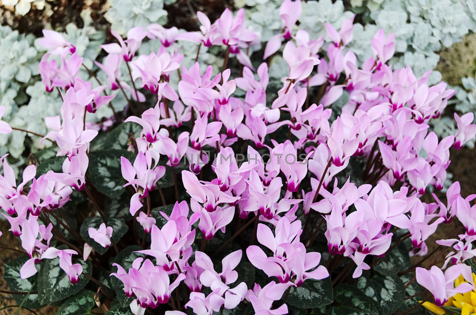 Beautiful purple cyclamen blooming now in spring