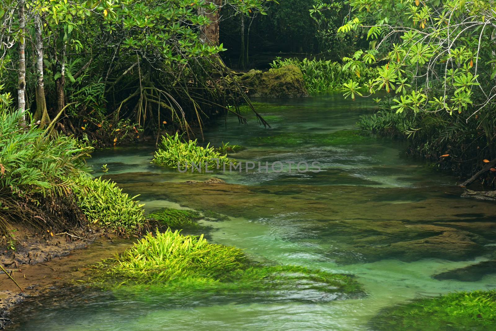 Tha pom nature trail and Crystal stream, Krabi, Thailand by think4photop