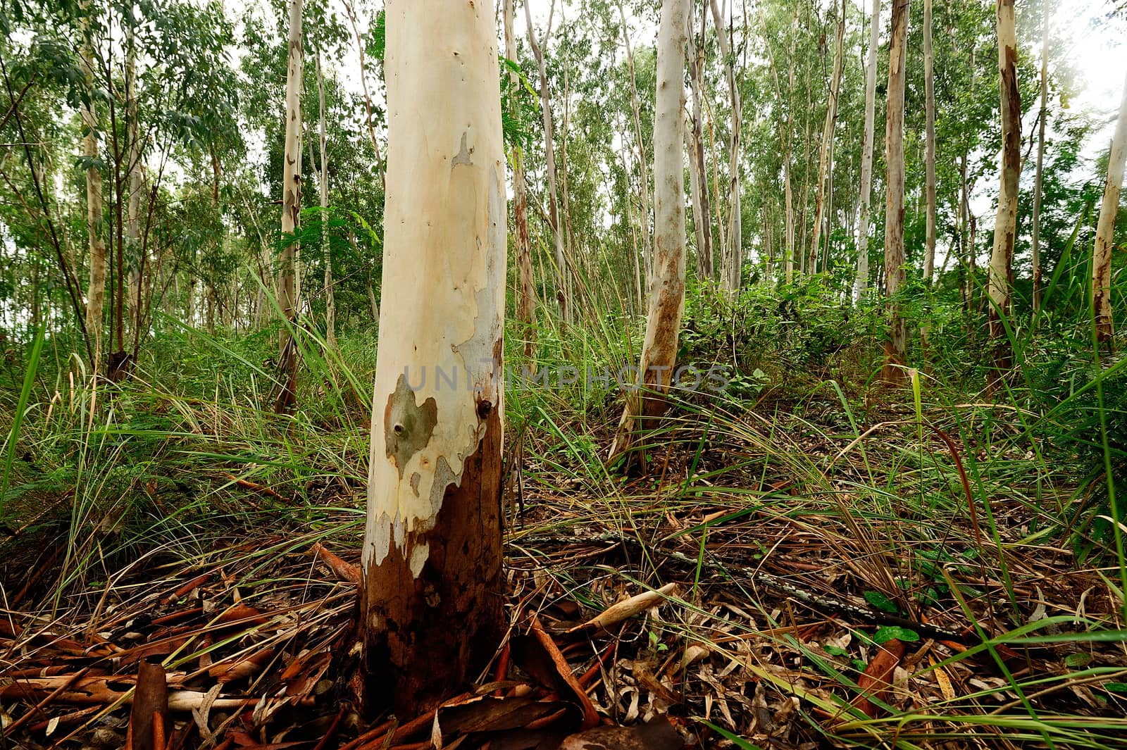 Plantation of Eucalyptus tree for paper industry