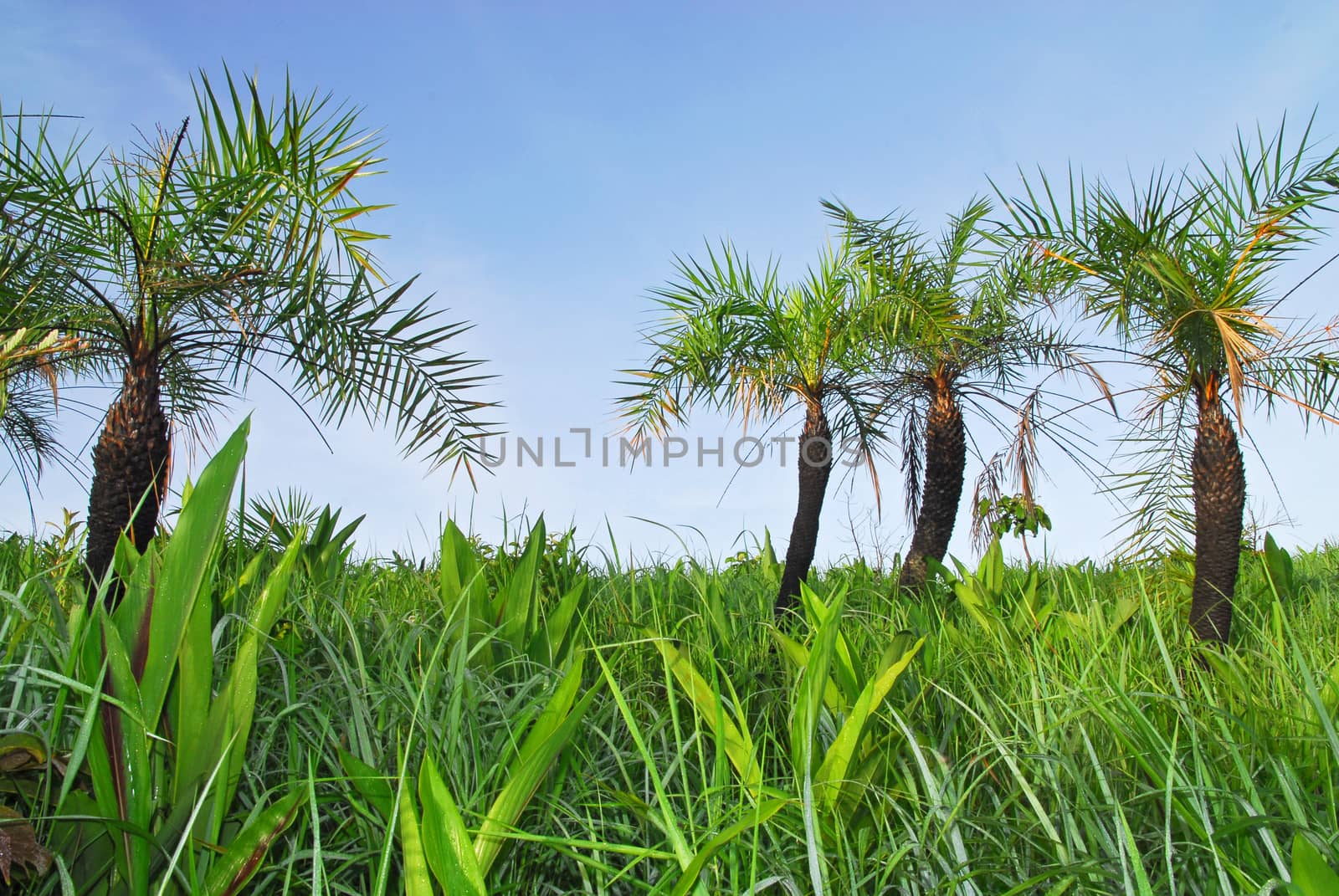 sago palm in nature by think4photop