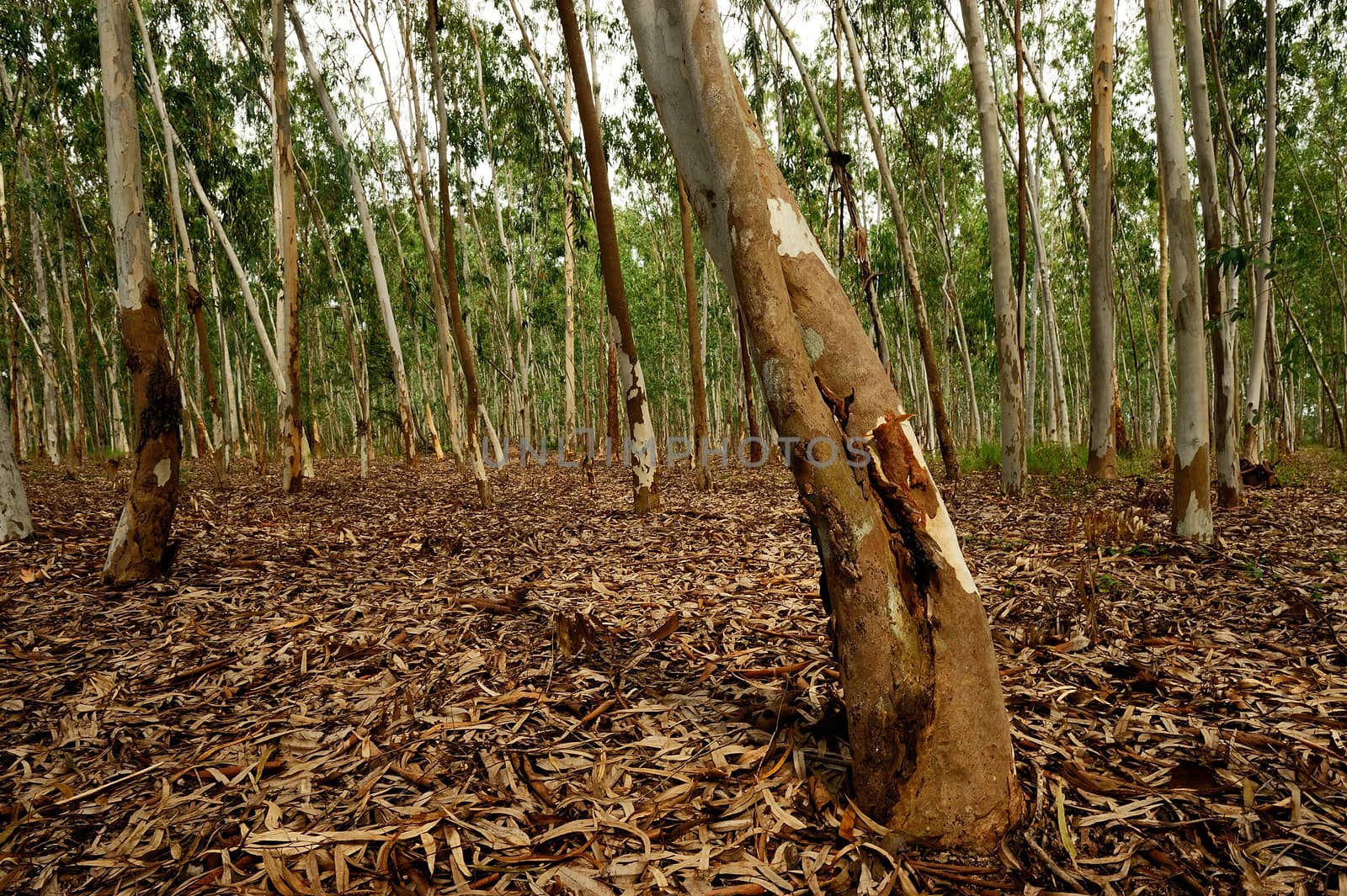 Plantation of Eucalyptus tree for paper industry by think4photop