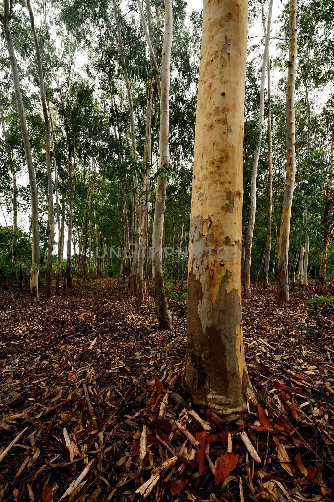 Plantation of Eucalyptus tree for paper industry by think4photop