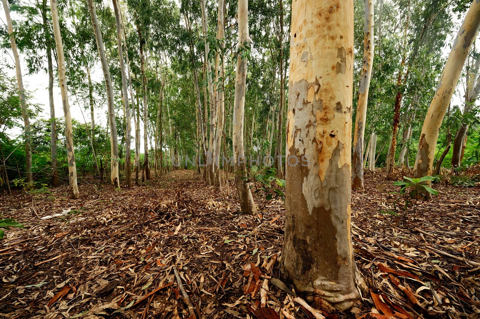 Plantation of Eucalyptus tree for paper industry by think4photop