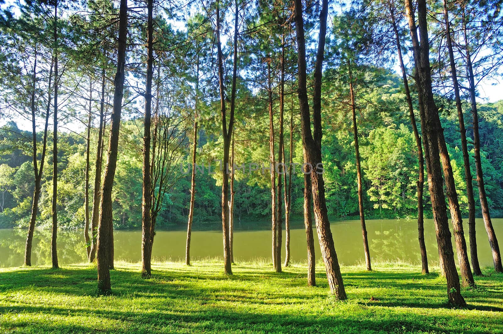 Pang Ung Forestry Plantations, Maehongson Province, North of Tha by think4photop