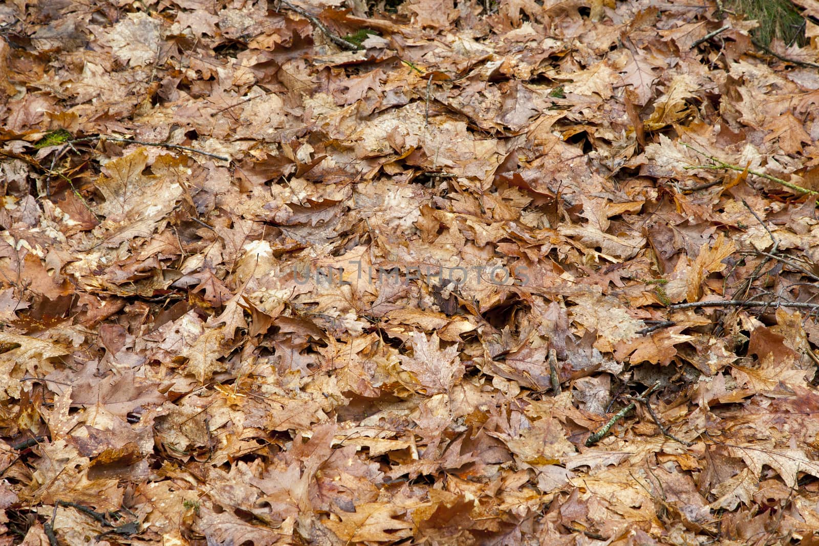 Leaves on ground in forest