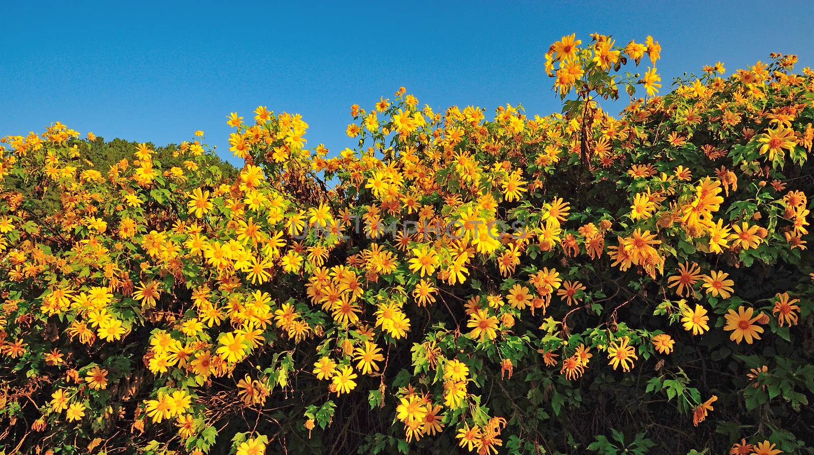 Tung Bua Tong Mexican sunflower under blue sky in Maehongson, Th by think4photop