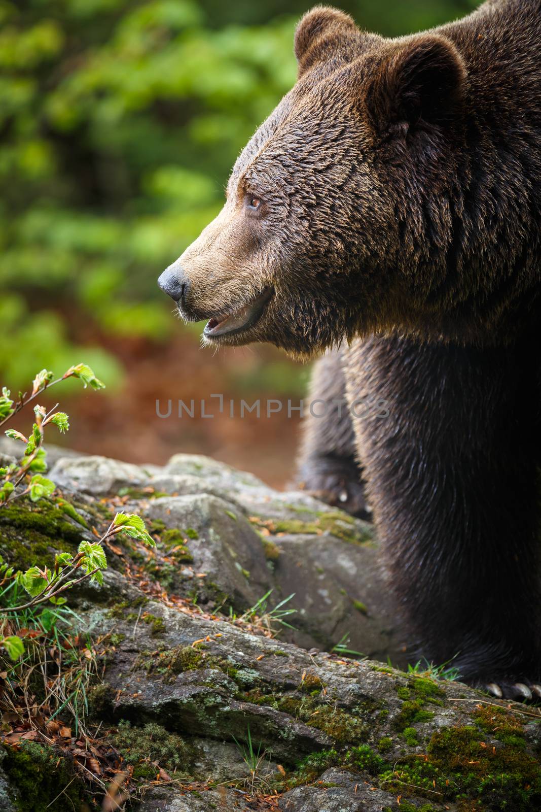 Brown bear (Ursus arctos) by viktor_cap