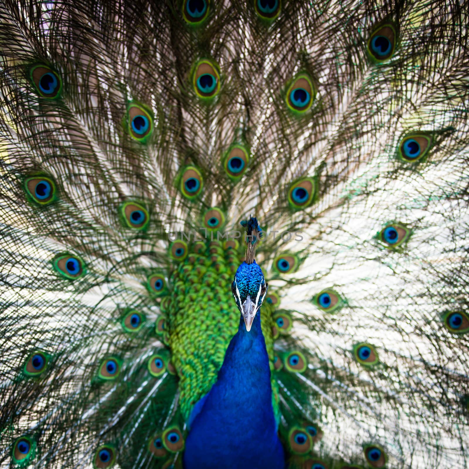 Splendid peacock with feathers out (Pavo cristatus) by viktor_cap
