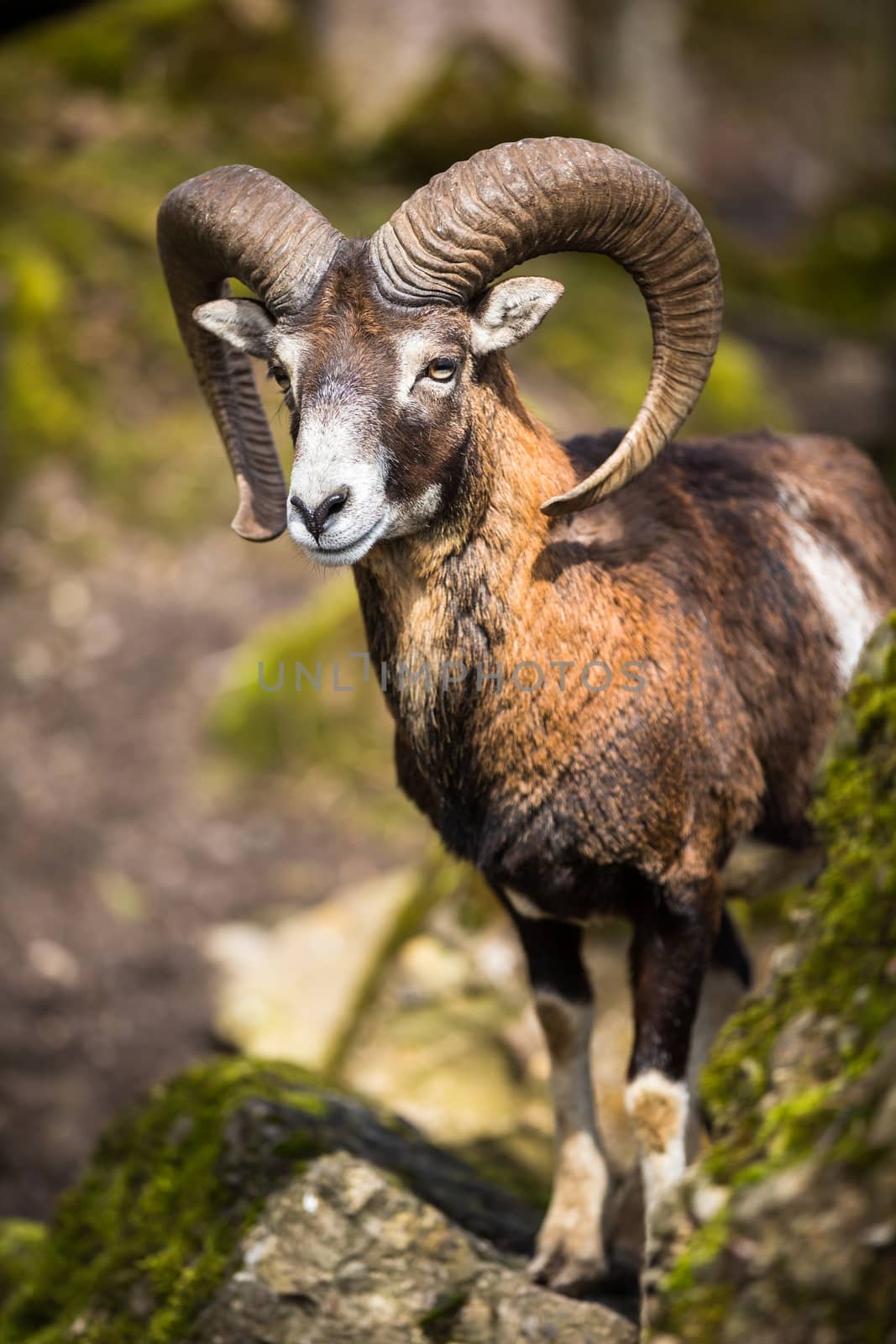 The mouflon (Ovis orientalis) by viktor_cap