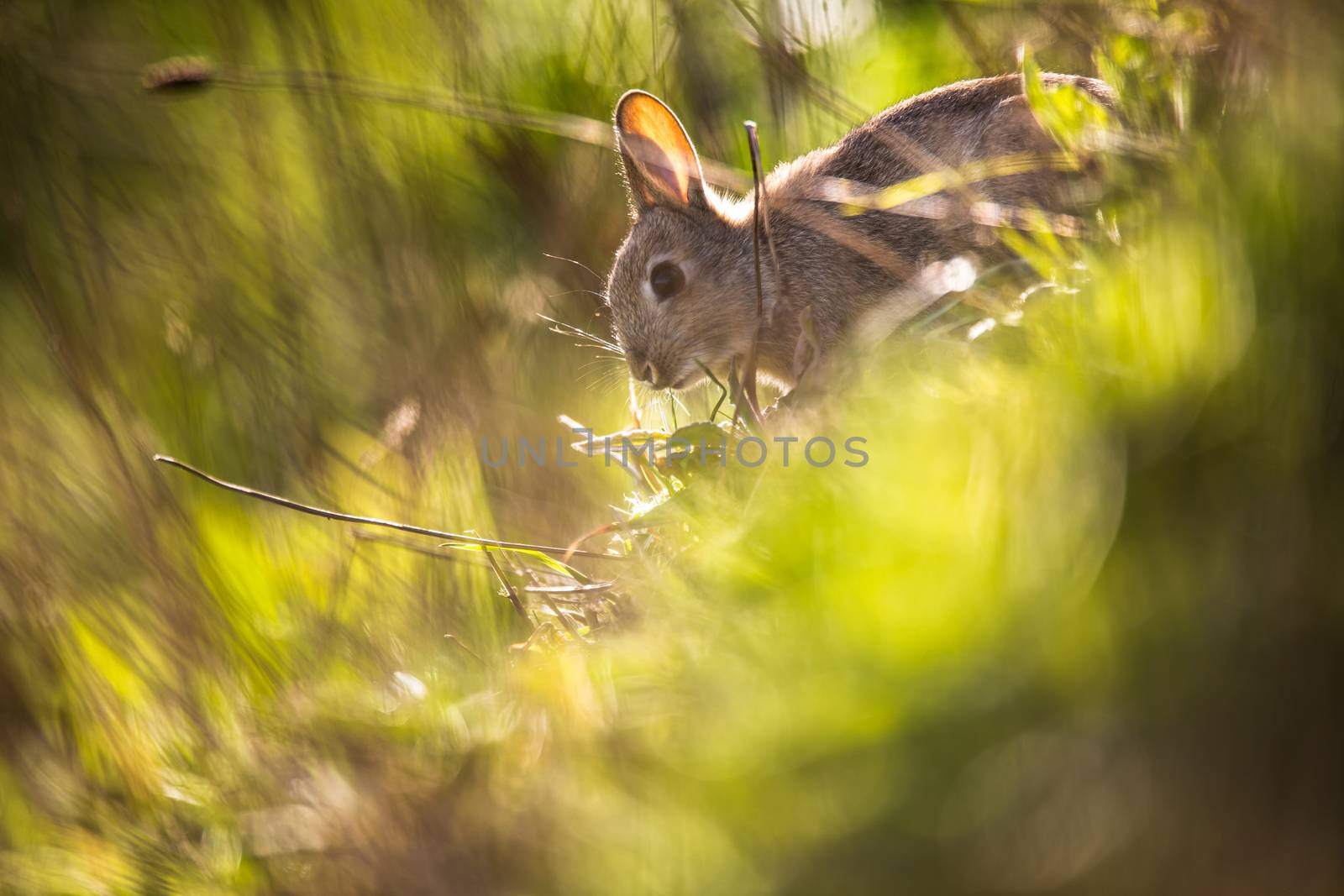 Wild rabbit, Scotland