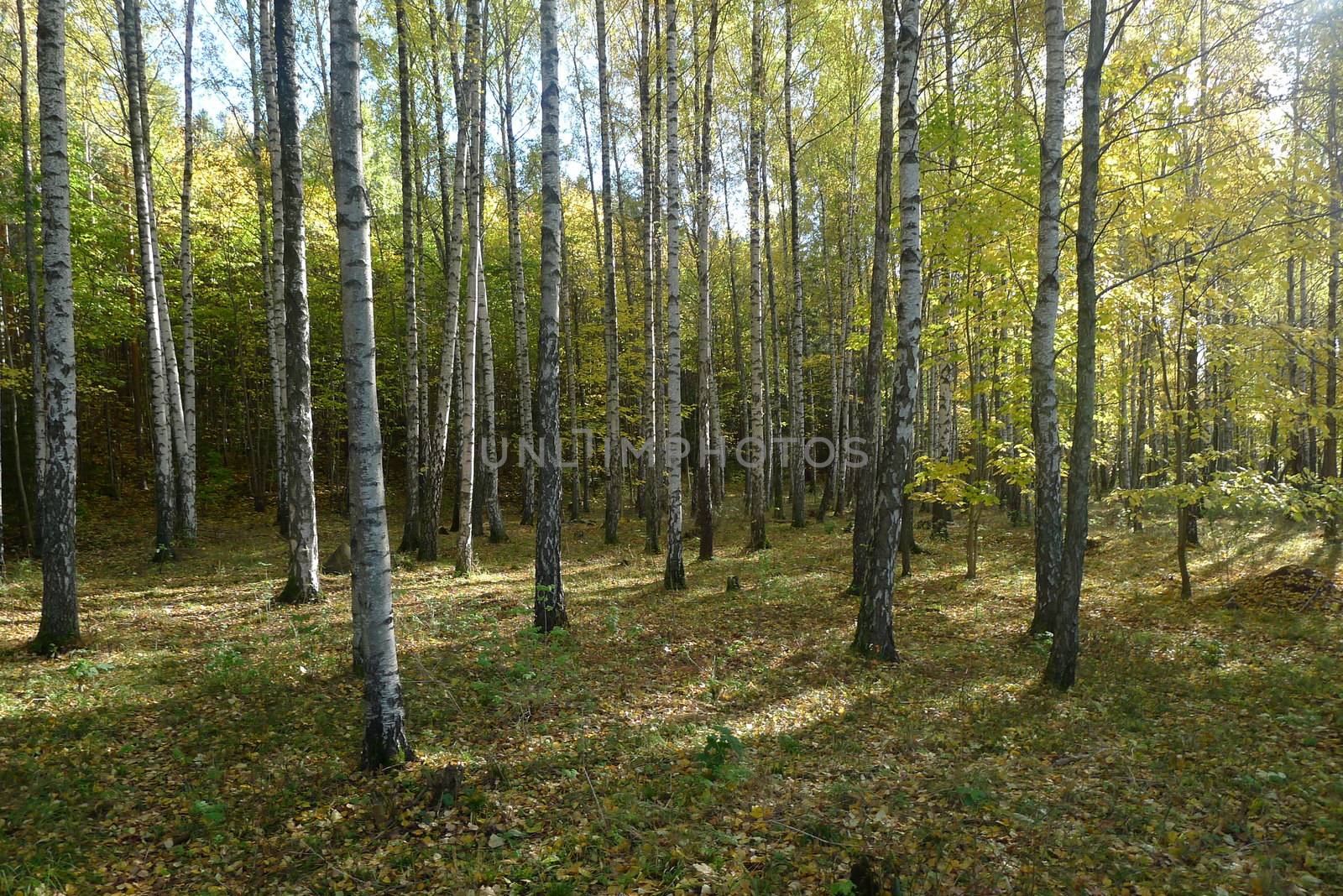 Birch wood by Bildehagen