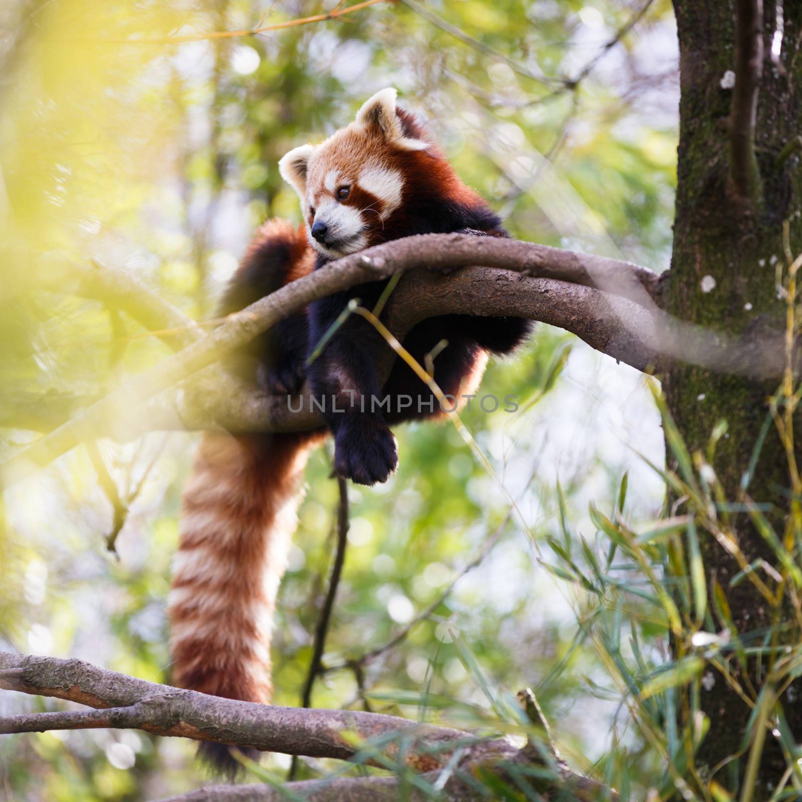 Red panda (Ailurus fulgens, lit. "shining cat") by viktor_cap