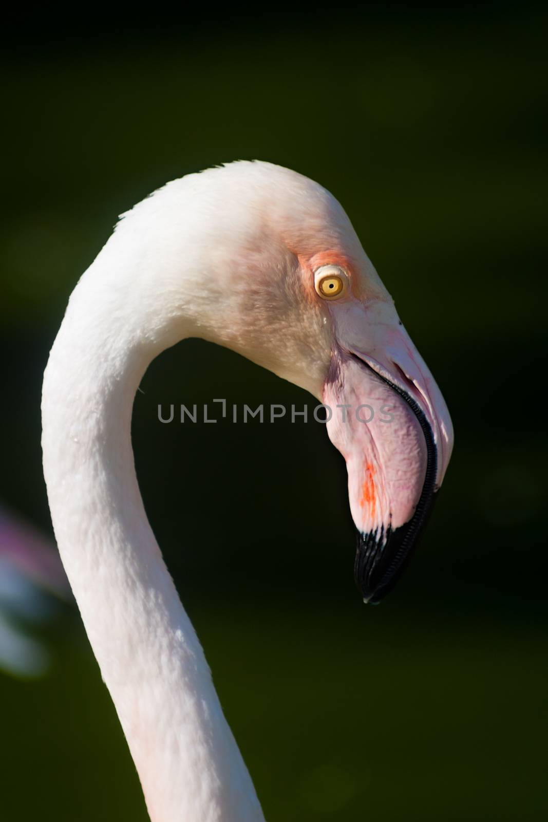 Flamingos or Flamingoes are a type of wading bird in the genus Phoenicopterus, the only genus in the family Phoenicopteridae. There are four flamingo species in the Americas and two species in the Old World.