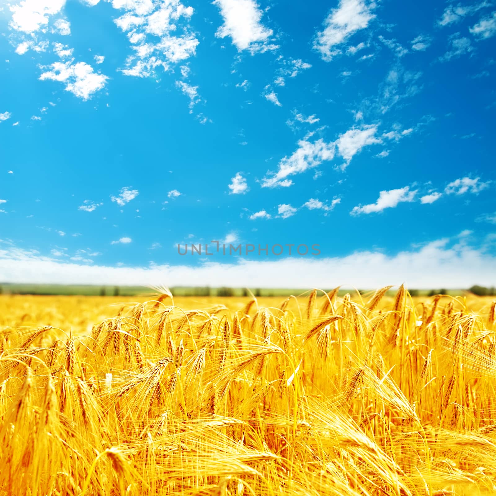 golden harvest on field and blue sky by mycola