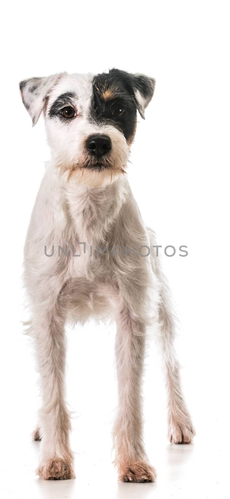 jack russel terrier standing