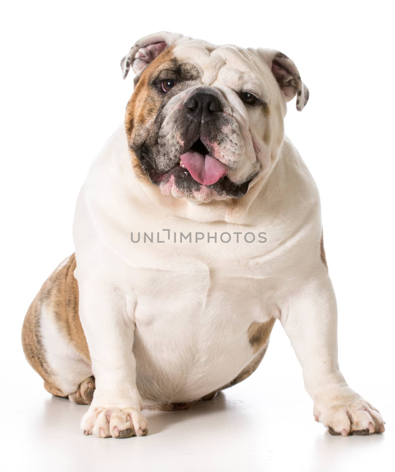 english bulldog panting sitting on white background