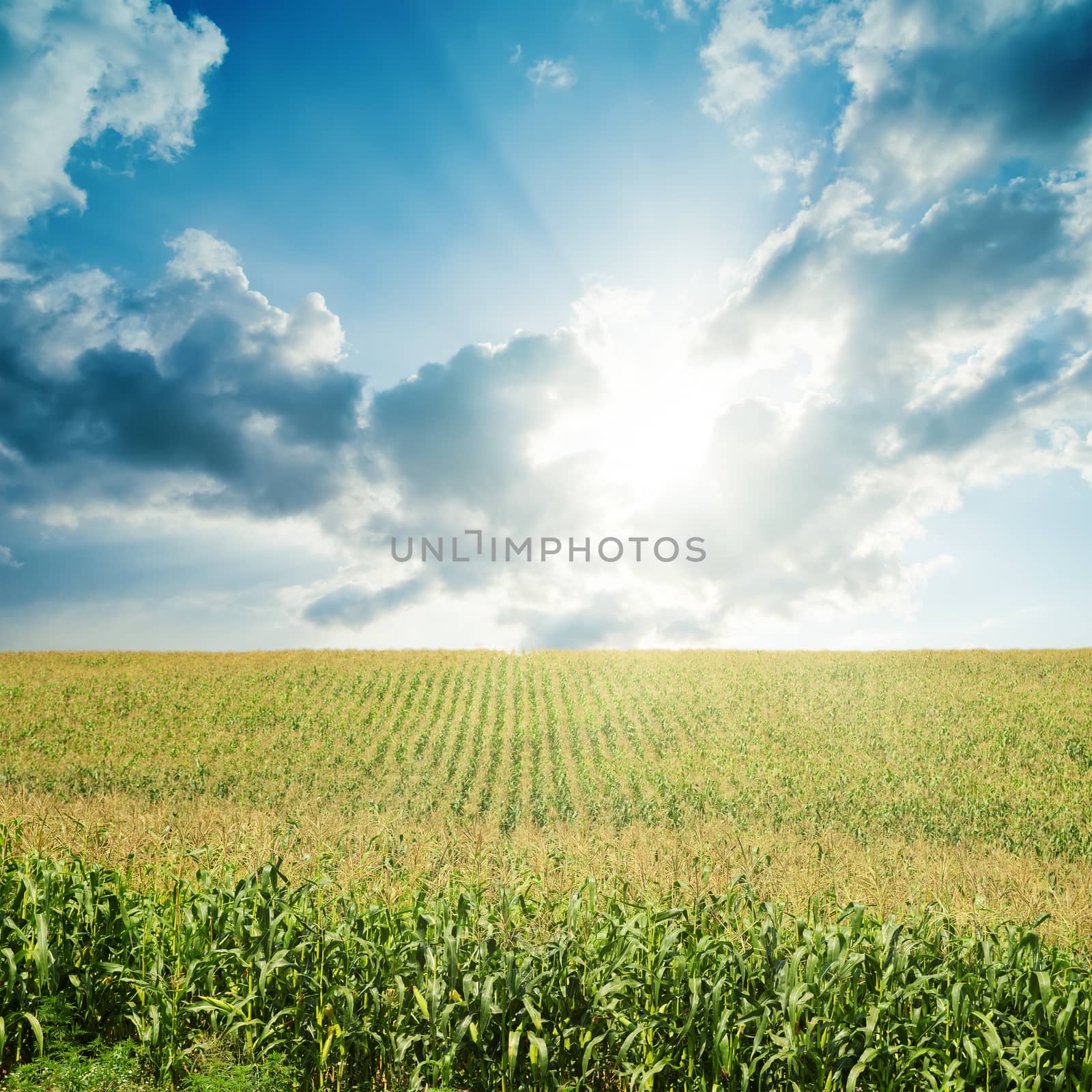 sun in darken low clouds over field with green maize by mycola