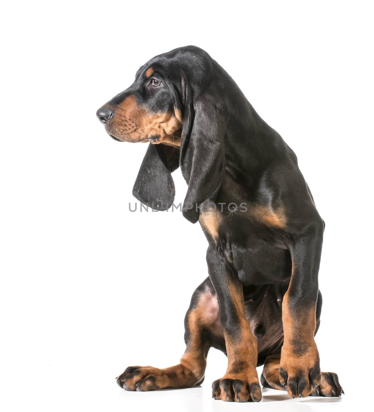 cute puppy - black and tan coonhound sitting on white background