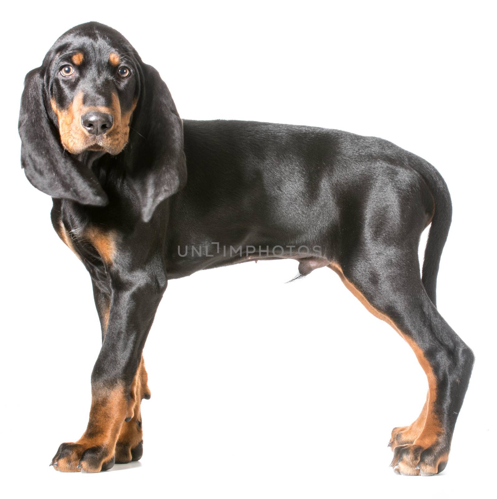 cute puppy - black and tan coonhound standing on white background