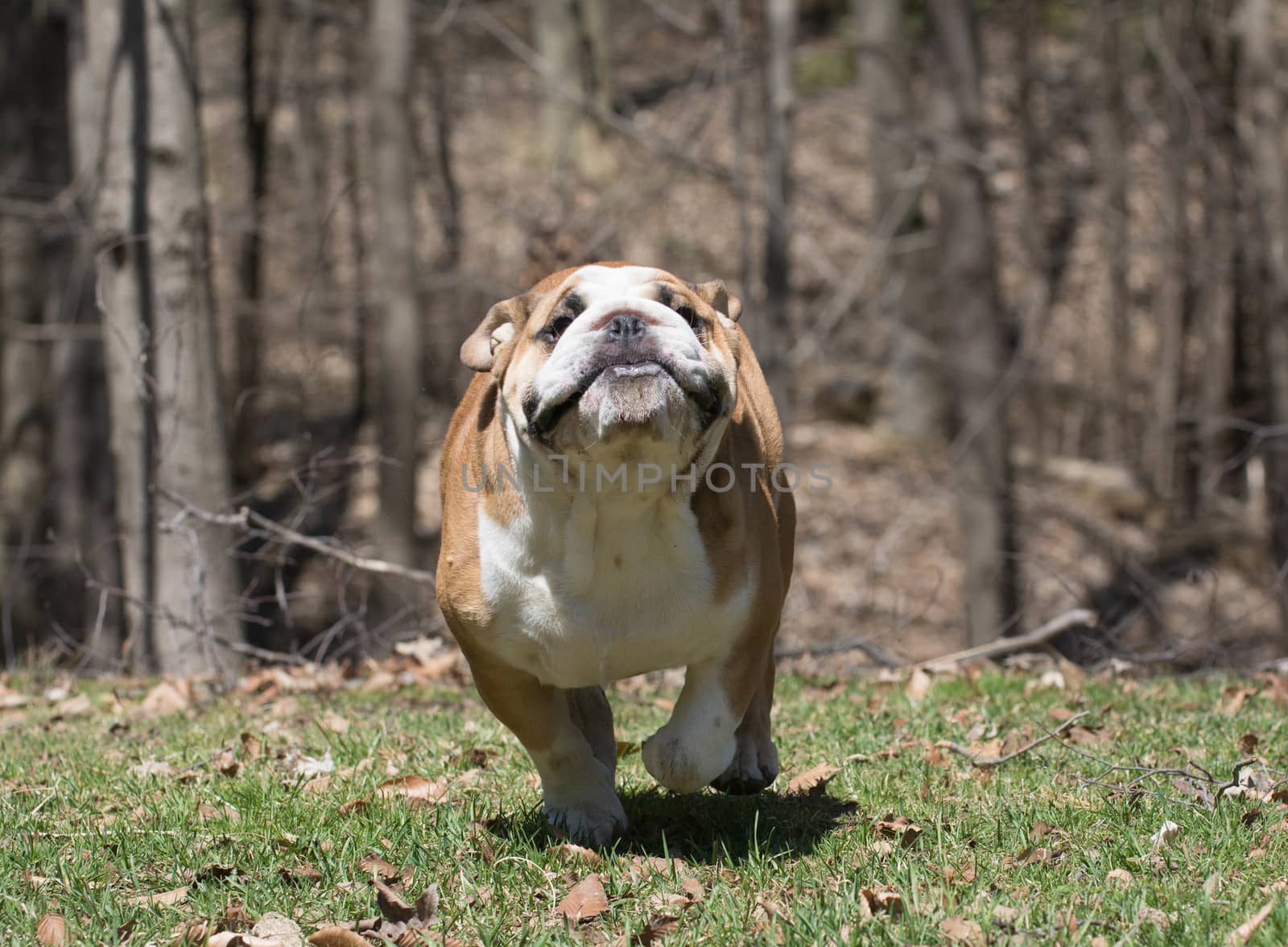 english bulldog running in the grass