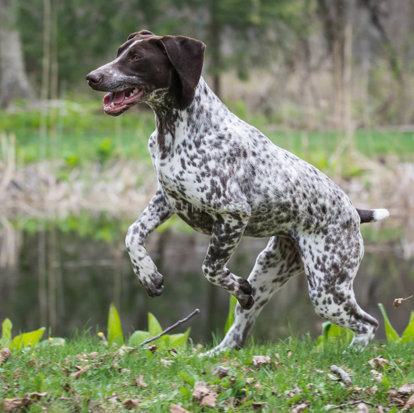 german shorthaired pointer by willeecole123