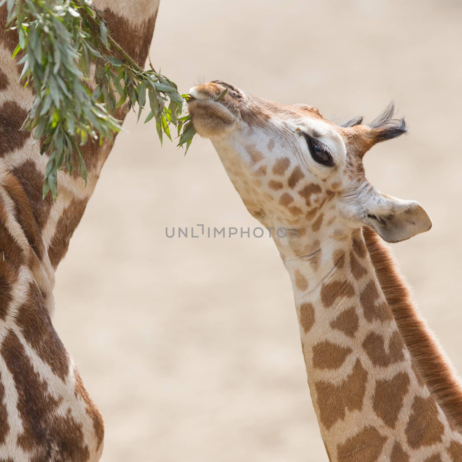Young giraffe eating by michaklootwijk
