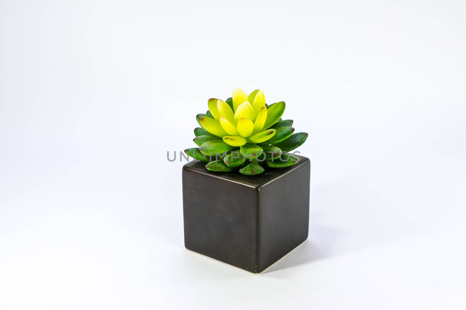 small cactus in black cube jar on white scene,shallow focus