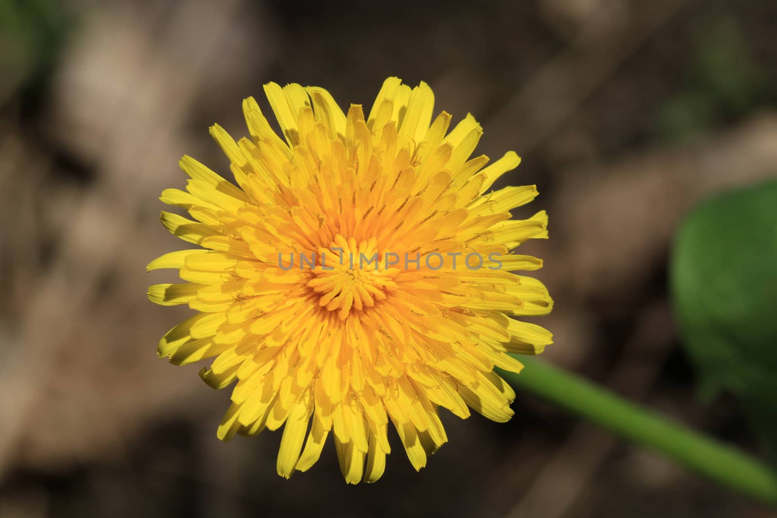 dandelion single flower in morning sun just opened
