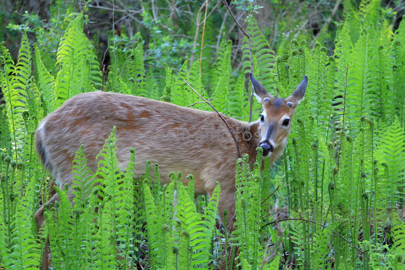 young white-tailed buck feeding in morning in ferns







White-tailed Buck