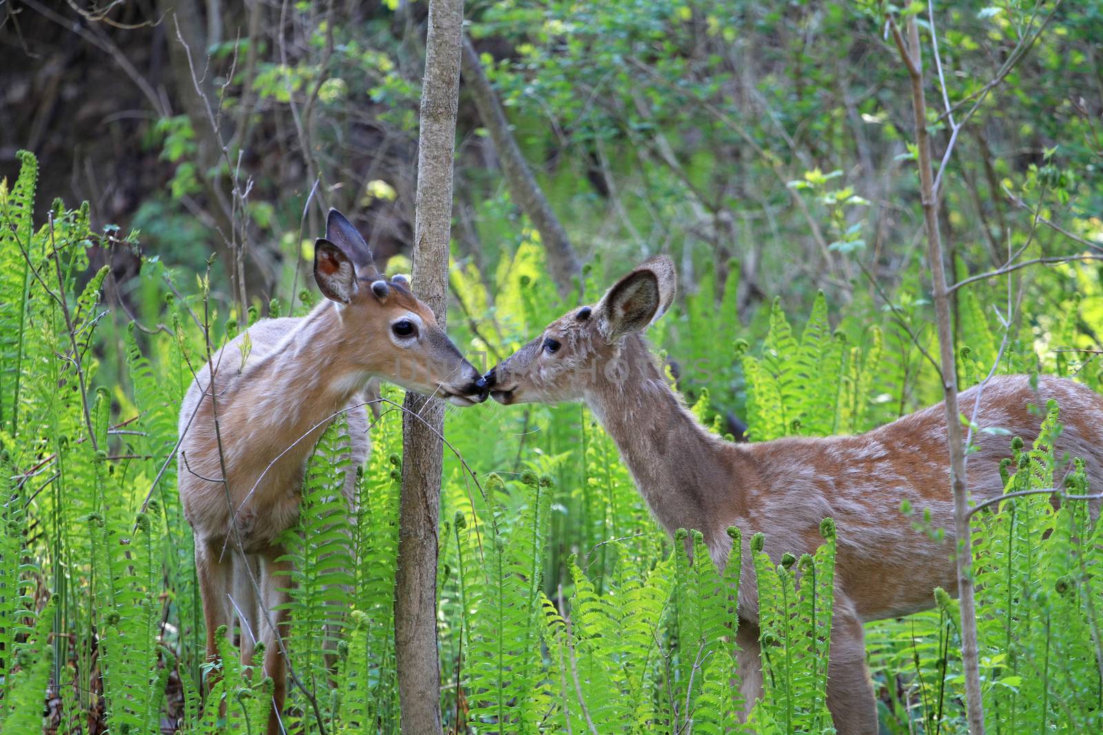 young white-tailed bucks greeting each other in the ferns