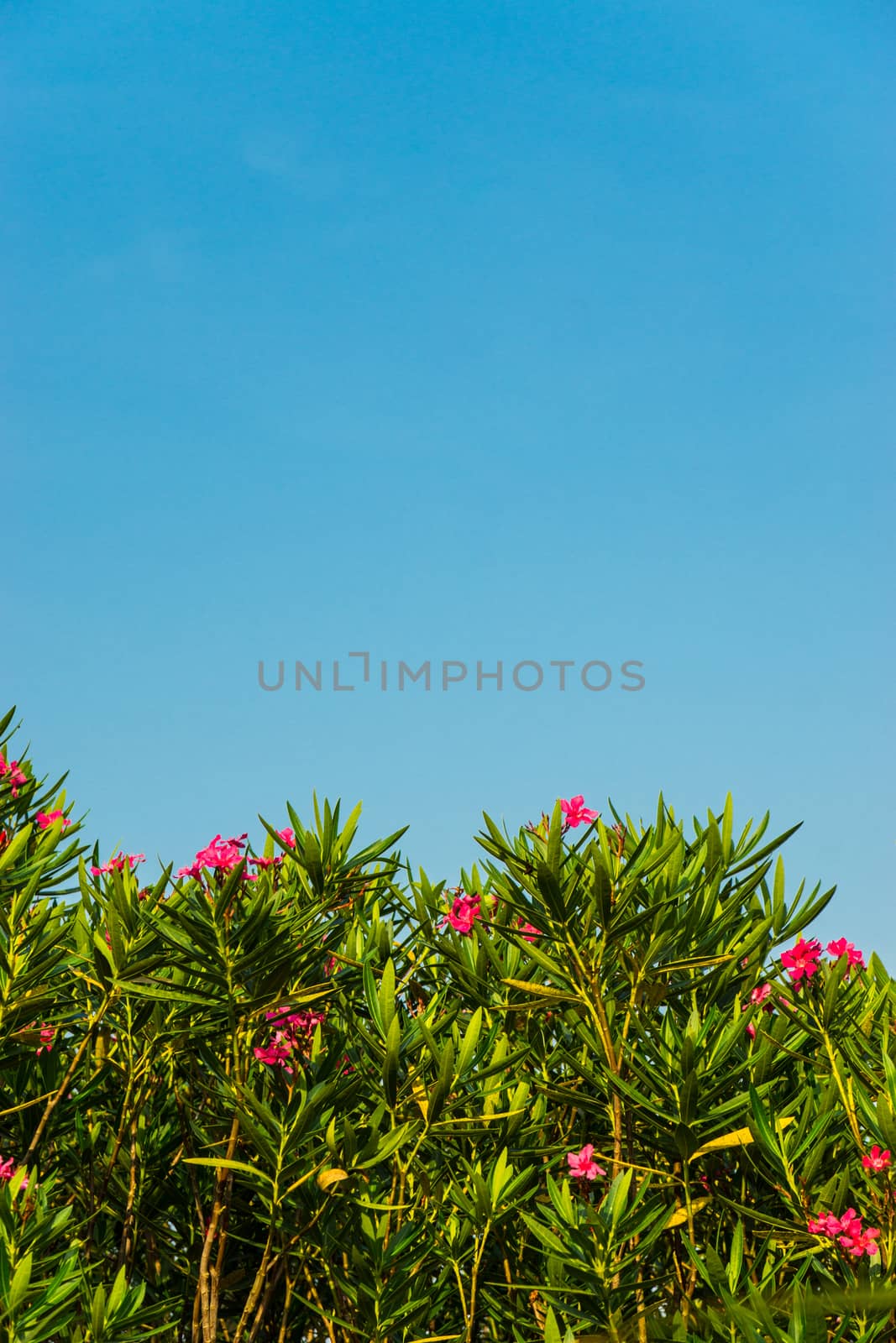 small pink flowers in garden on clear sky background