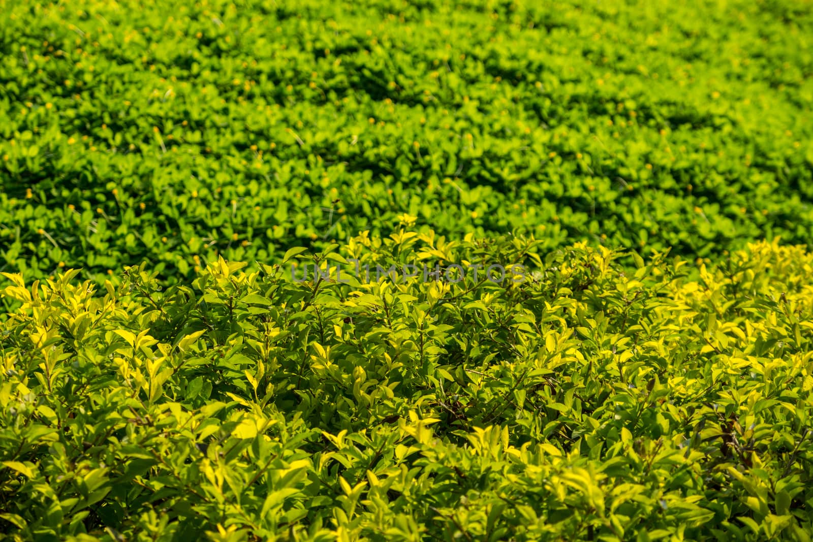 small green plants in the garden,shallow focus