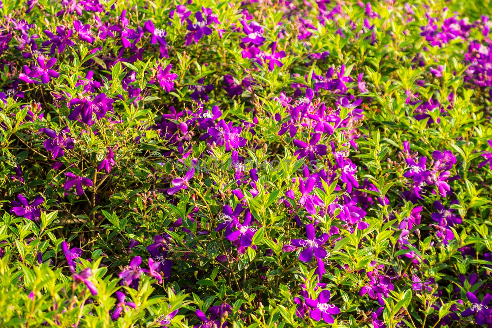 small purple flower in the garden,shallow focus