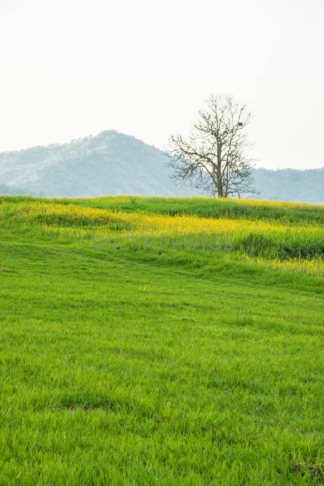 grass field on the mountain,natural light