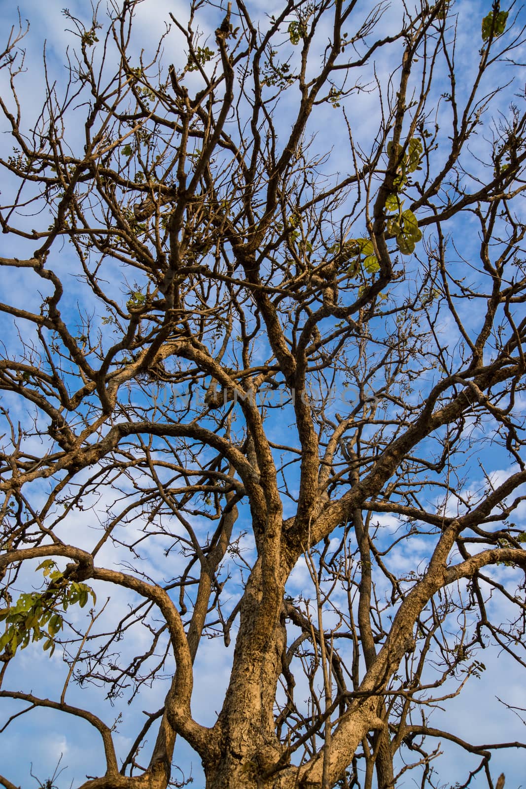 branches of high tree on blue sky background