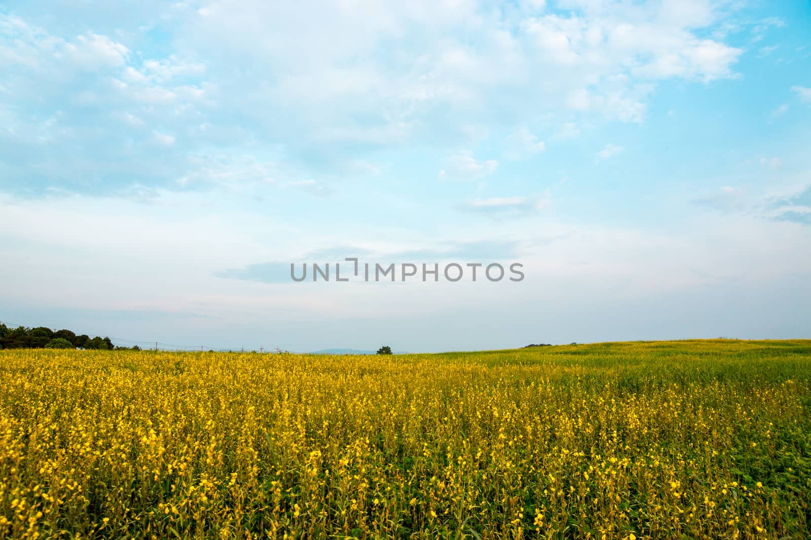 grass field on the mountain,natural light