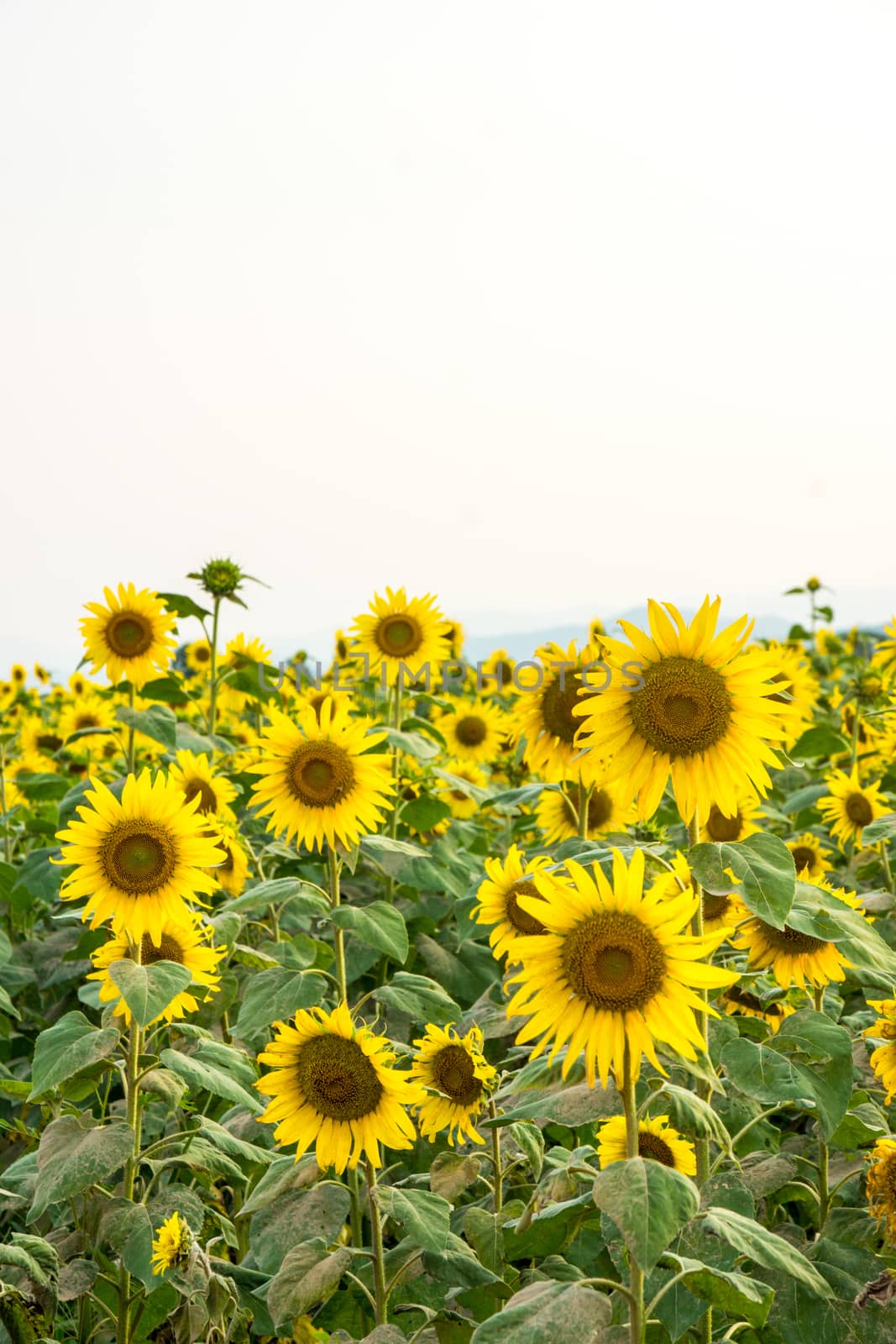 sunflower field by nattapatt