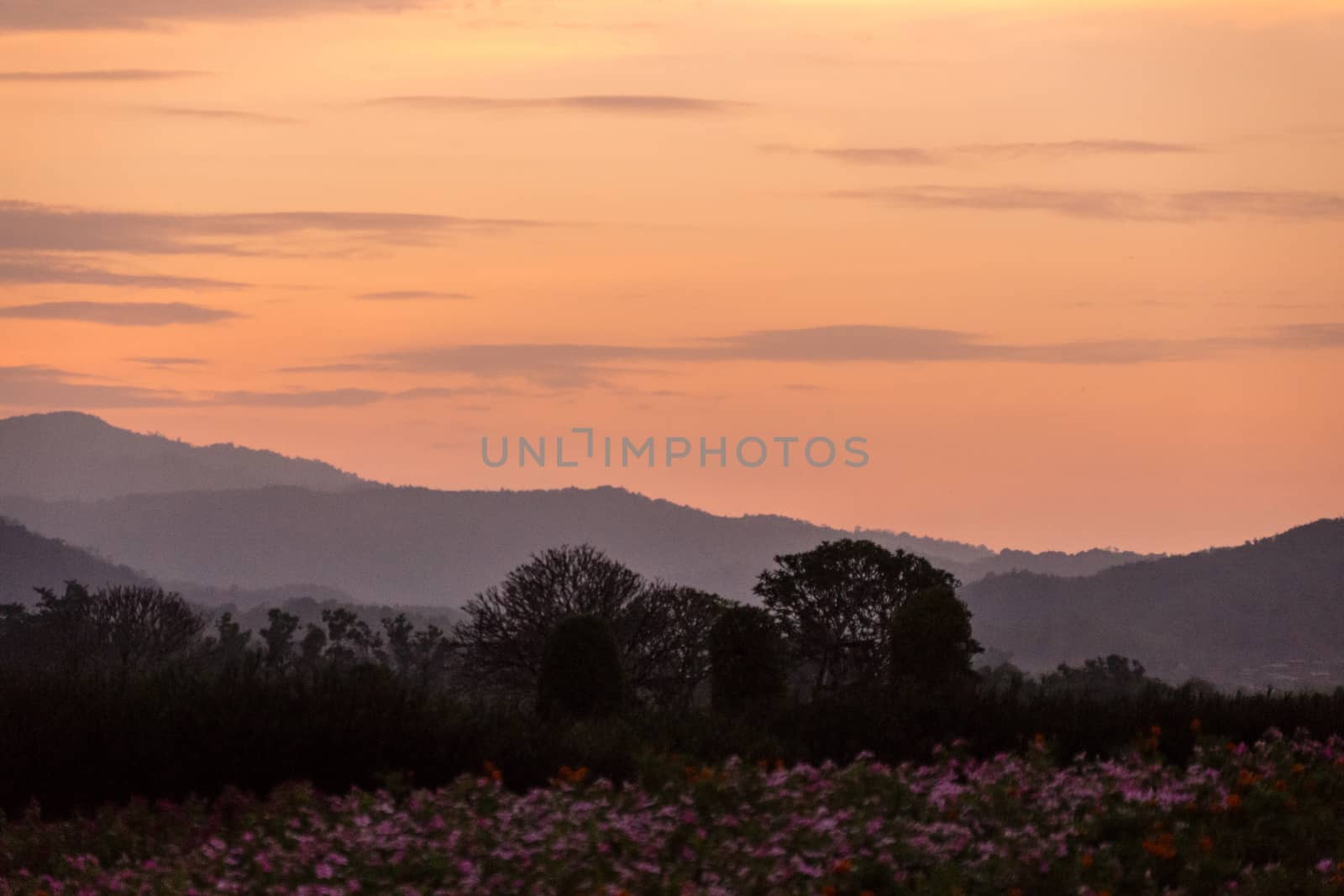 beautiful flower garden at evening,sunset scene