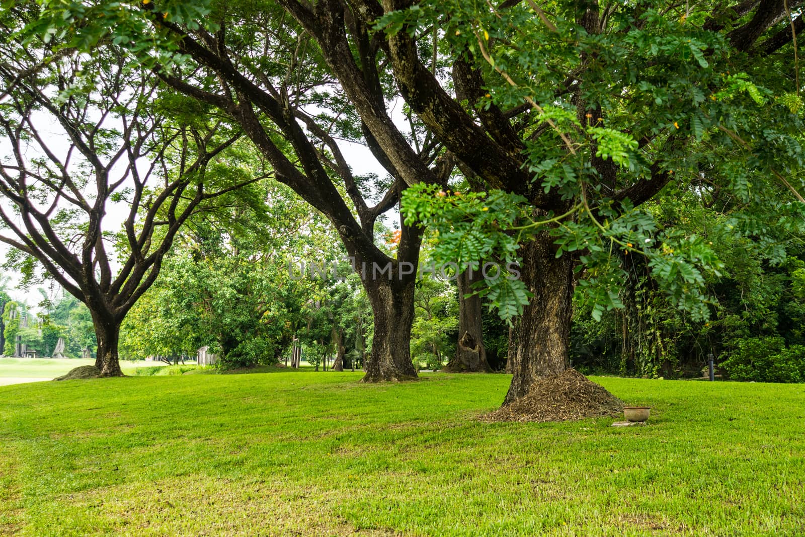 grass field under the tree in lake view garden,Chiangrai,Thailand