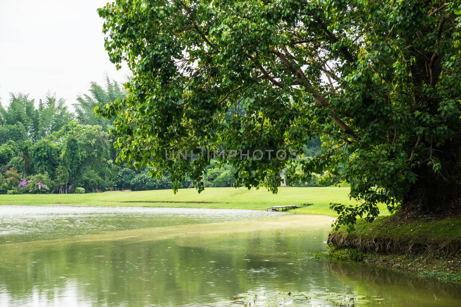 lake view garden at sunny day,Chiangrai,Thailand