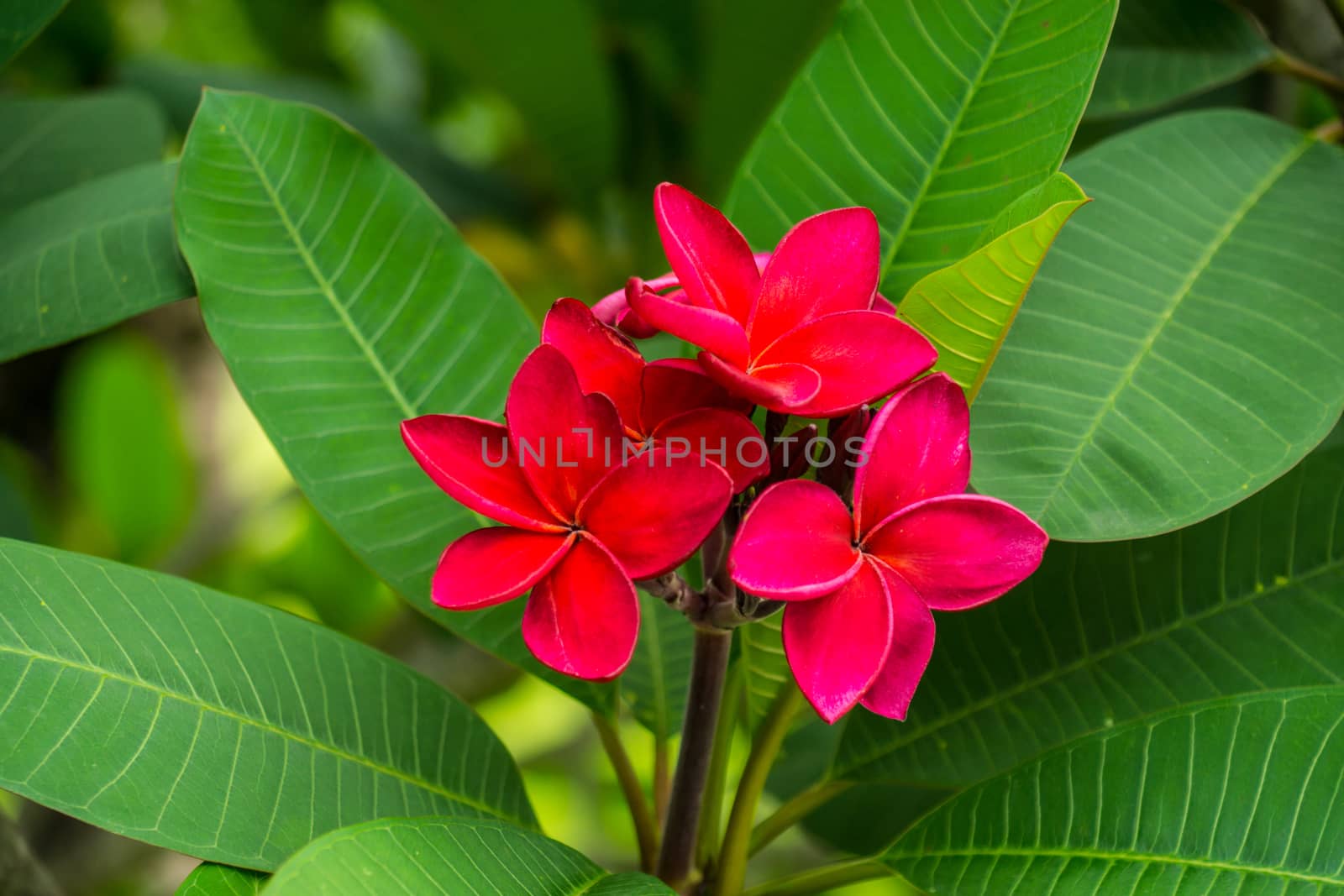 plumeria flower by nattapatt