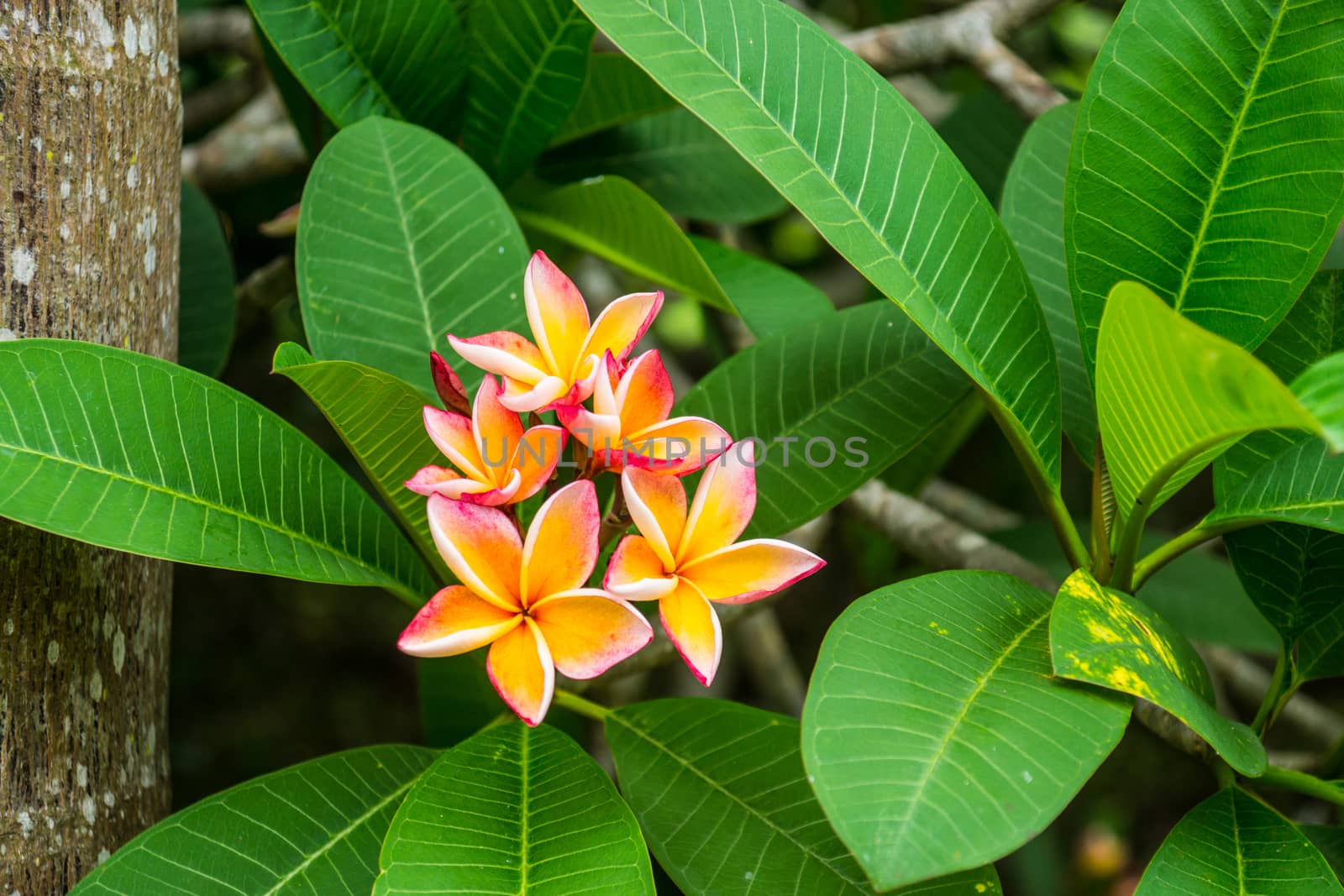 yellow pink plumeria flower in nature,shallow focus