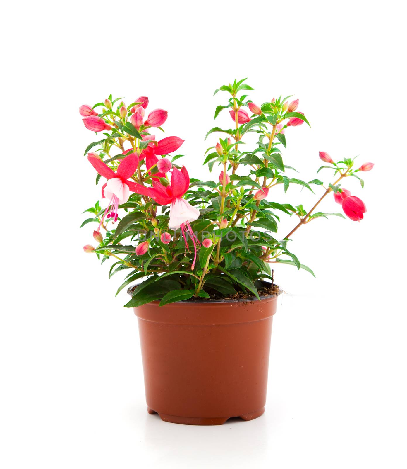 blooming fuchsia (fuschia hybrida), isolated on a white backgrou by motorolka