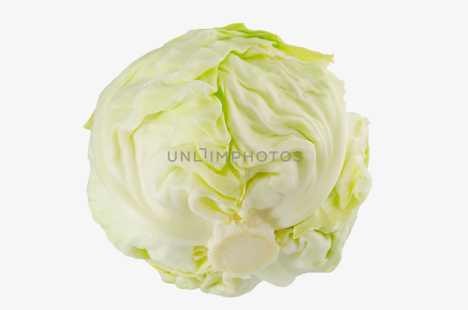 whole fresh cabbage closeup on white background