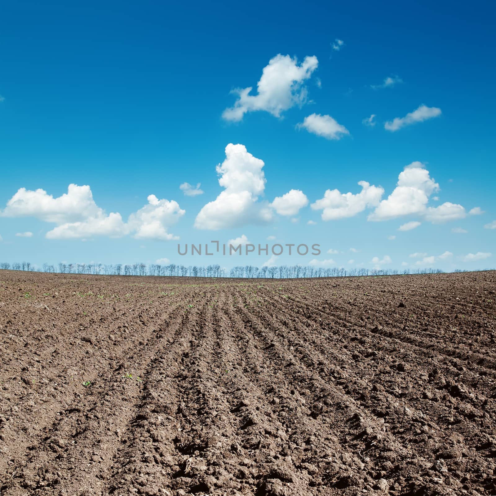 black plowed field after harvesting under blue sky by mycola