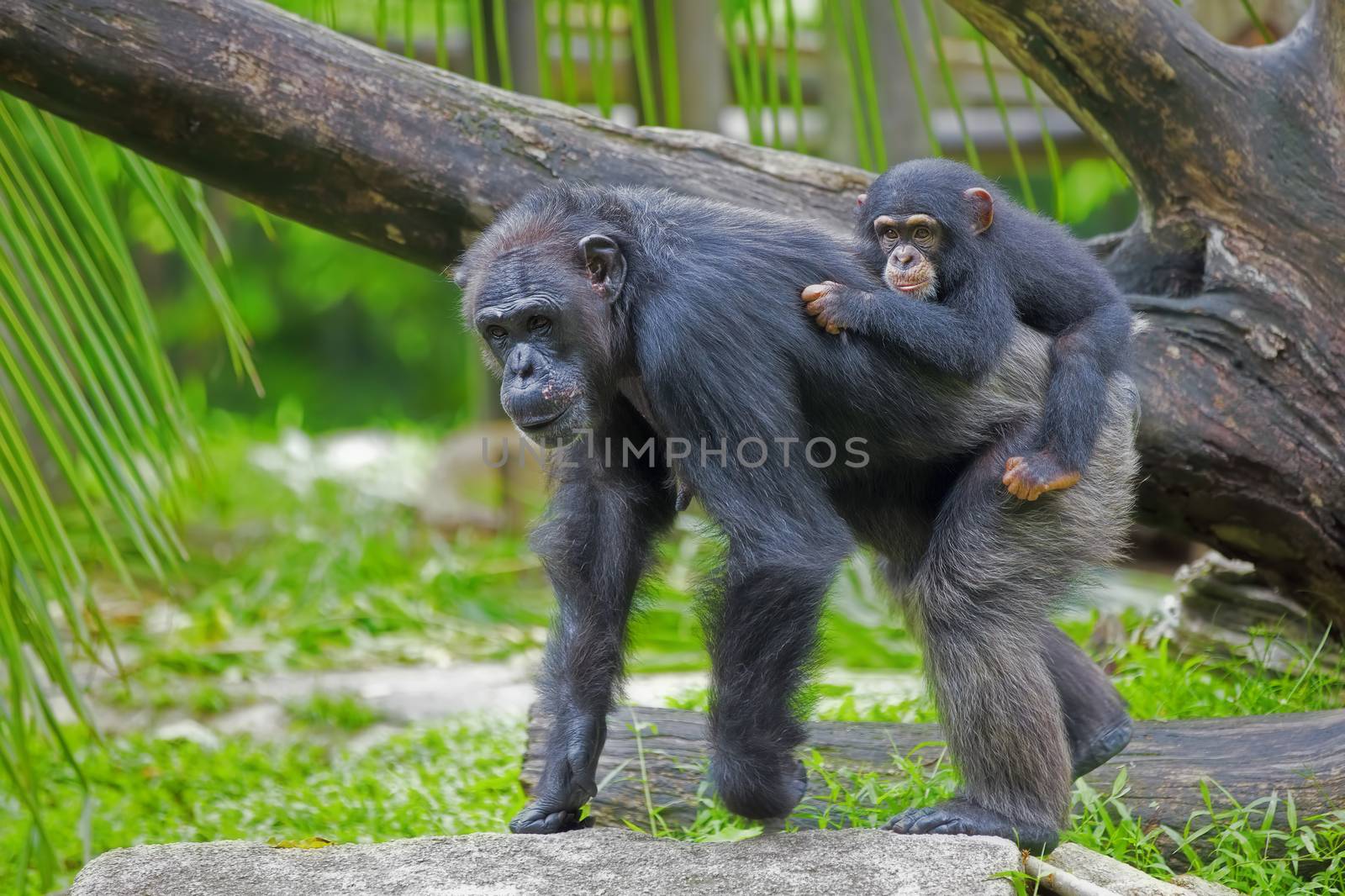 Common Chimpanzee with her child in the wild