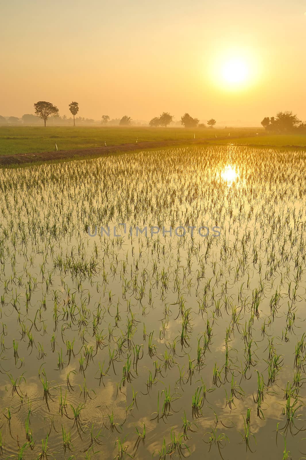 Rice field in the morning